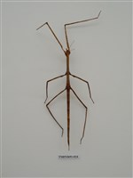 藏品(竹節蟲(1))的圖片